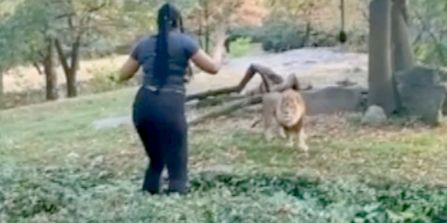 Woman appears to taunt lion after climbing into barrier at Bronx Zoo: video