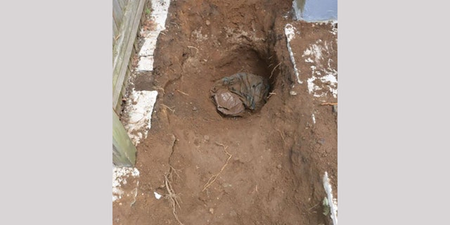 George Clarence Seitz's remains were found behind a home in Queens in March 2019. 
