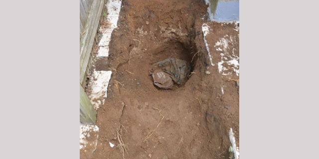 George Clarence Seitz's remains were found behind a home in Queens in March 2019.
