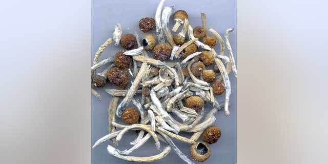 Psilocybin or "magic mushrooms" are seen in an undated photo provided by the U.S. Drug Enforcement Agency (DEA) in Washington, U.S. May 7, 2019. DEA/Handout via REUTERS.  