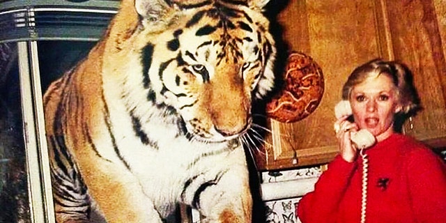 Actress and activist Tippi Hedren in the kitchen of her home in Acton, California in 1994. Tippi was on the phone as a tiger named Zoe jumped through the kitchen window. Hedren's home is the Shambala Preserve, an 80-acre parcel of land that houses and maintains lions, tigers, leopards and any sort of big cat that needs a home.