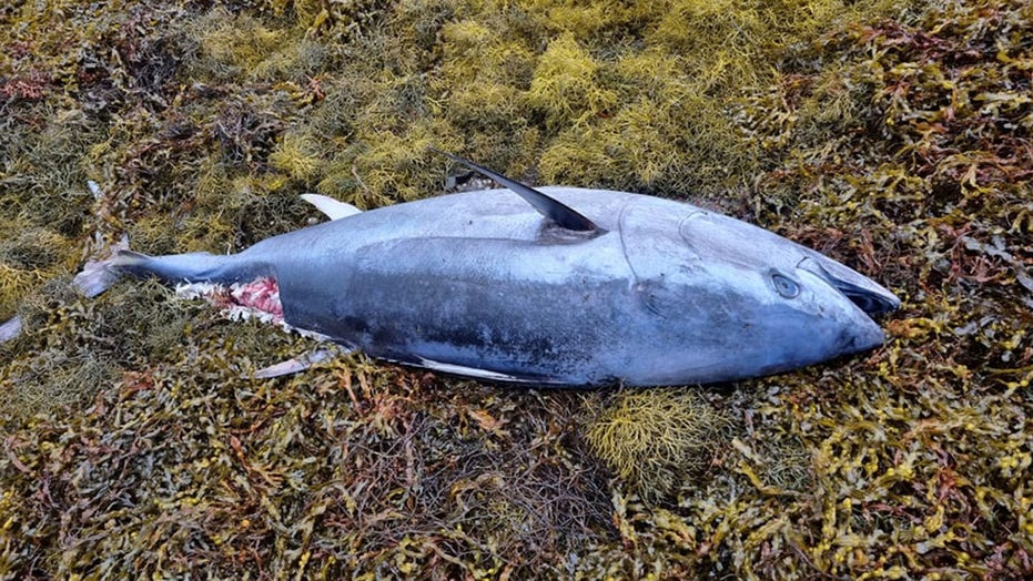 Rare bluefin tuna washes up on United Kingdom beach, prompts concerns of migration changes