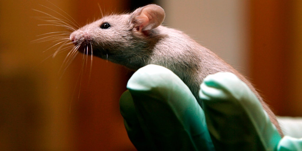 eLife can't confirm many cancer research findings - Vimarsana News