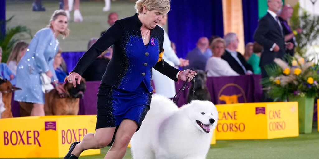 Westminster Dog Show 2022 postponed due to COVID-19 - Vimarsana News