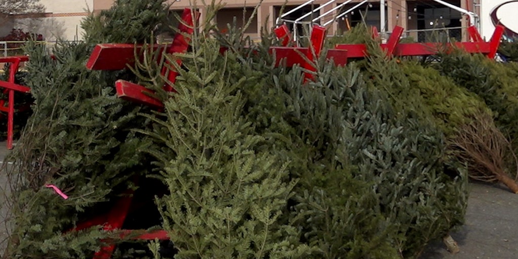 Christmas tree retailer goes to great lengths to get trees amid 'worst' shortage in years - Vimarsana News