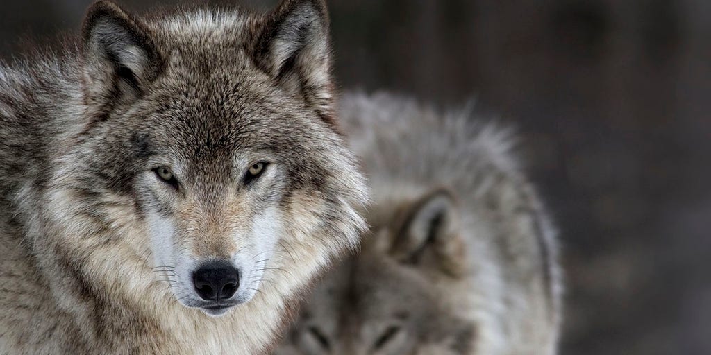 20 Wolves From Yellowstone National Park Killed By Hunters Only An Estimated 94 Remain Fox News