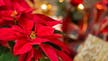 Poinsettias: How to keep the Christmas flower alive