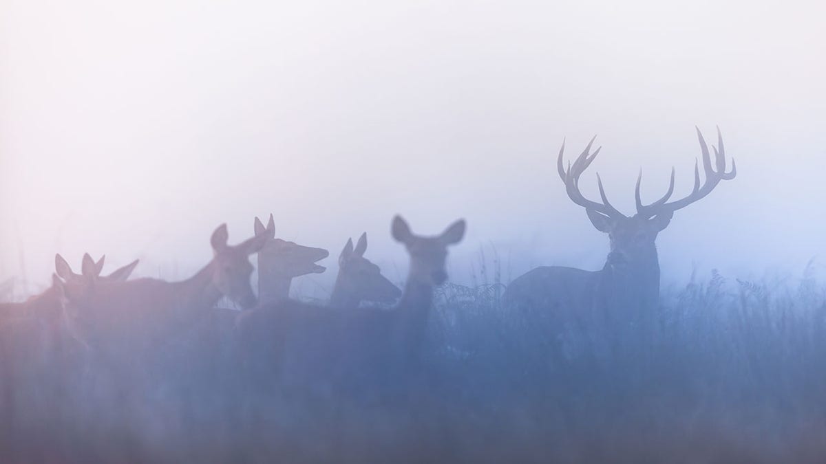 a herd of deer on a rut season