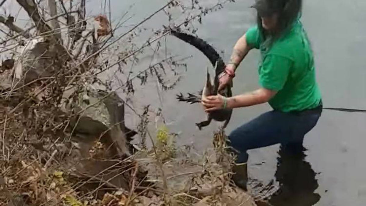 Alligator rescued from Lehigh River, Pennsylvania