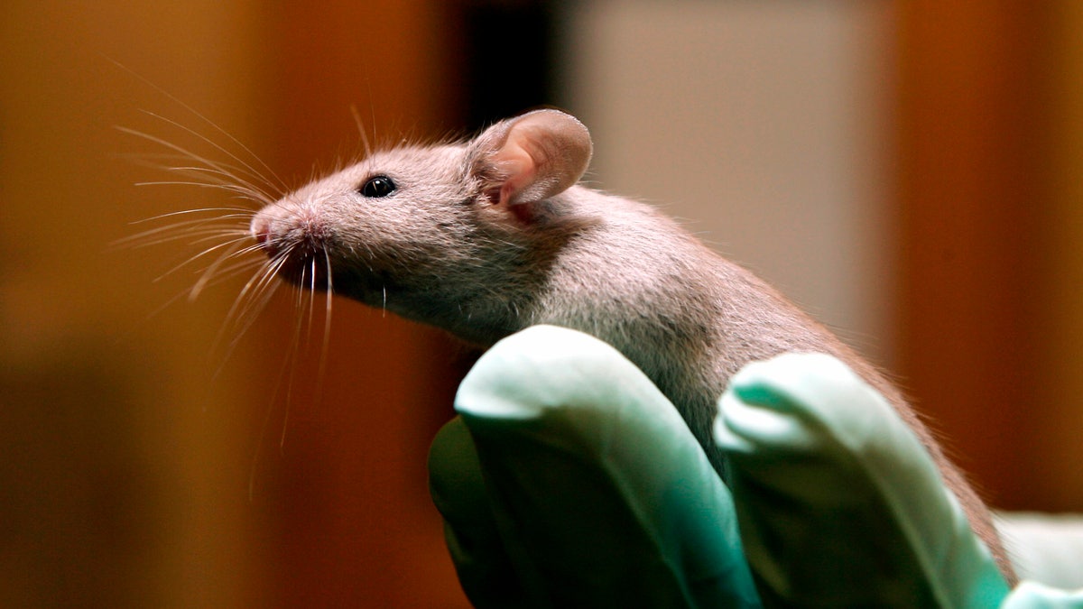 FILE - A technician holds a laboratory mouse at the Jackson Laboratory, Jan. 24, 2006, in Bar Harbor, Maine. The lab ships more than two million mice a year to qualified researchers. (AP Photo/Robert F. Bukaty, File)