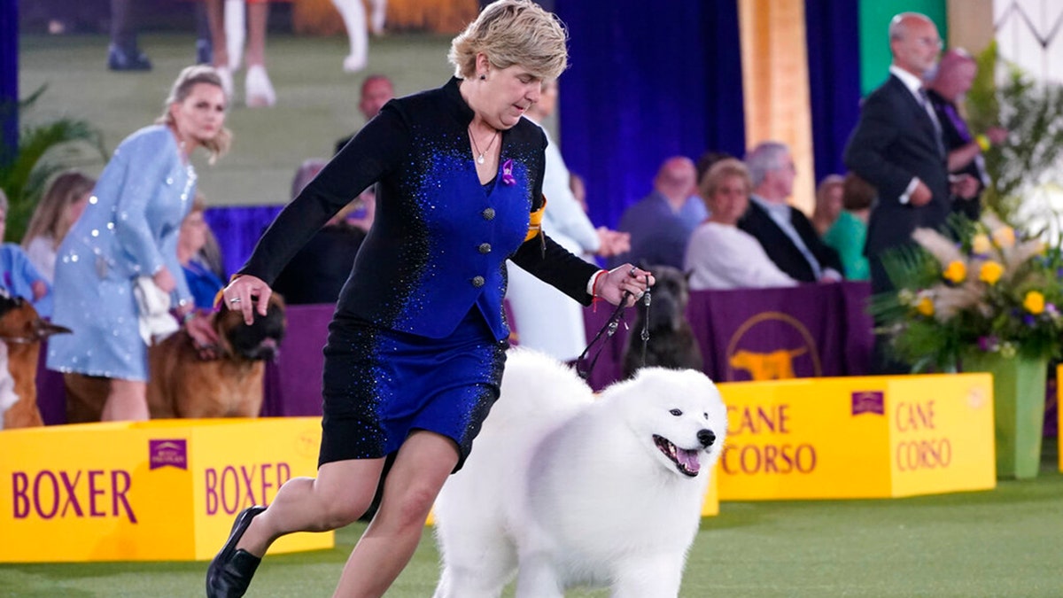 The handler of a Samoyed runs with her dog before the judges in the working group category at the Westminster Kennel Club dog show, on June 13, 2021, in Tarrytown, New York. 