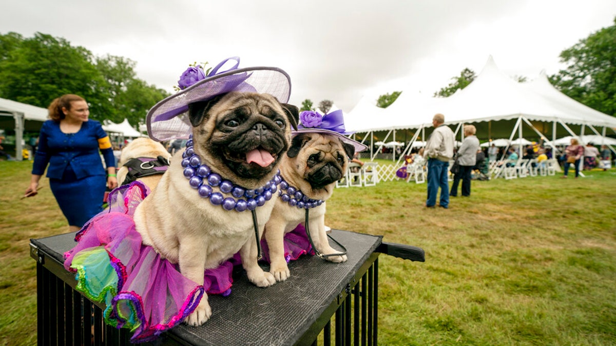 Matty Pugdashian pugs rests following their breed judging at the 145th Annual Westminster Kennel Club Dog Show, on June 12, 2021, in Tarrytown, New York.