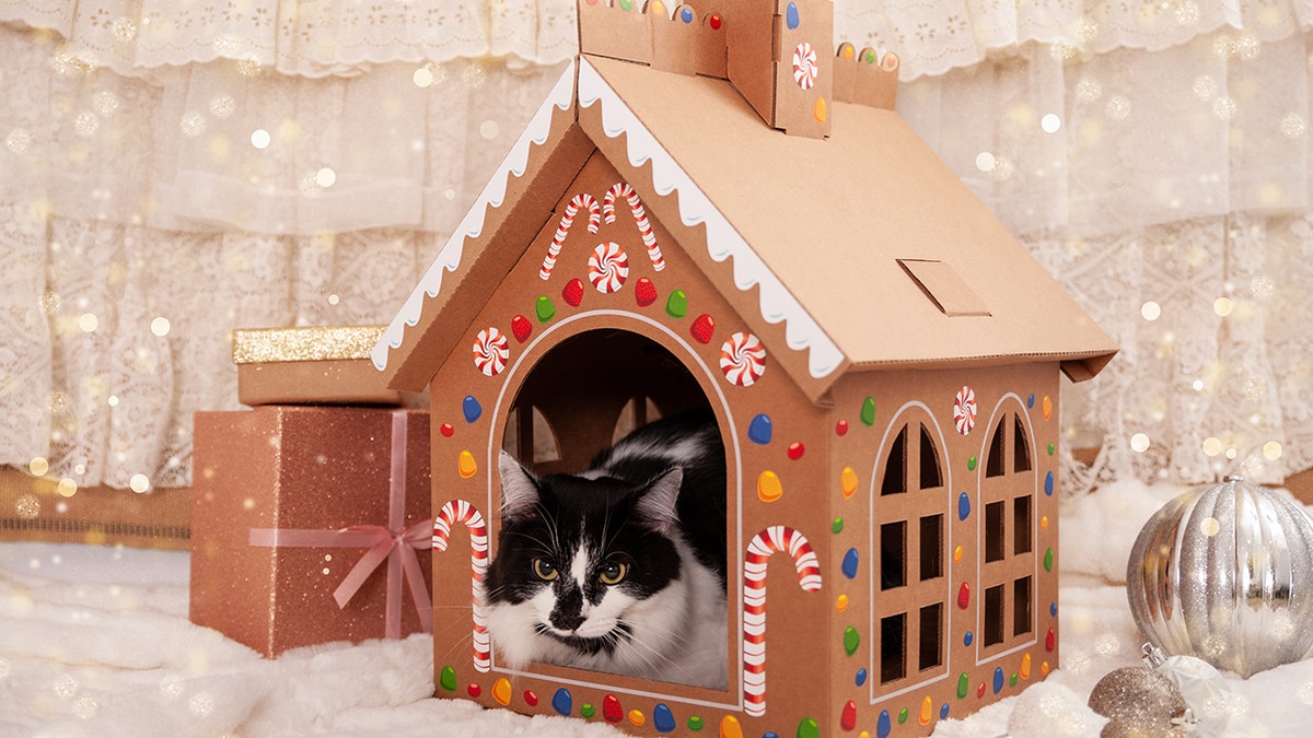 Cat in the Box Gingerloaf House (Shelbylyn Subia of Port City Photography)