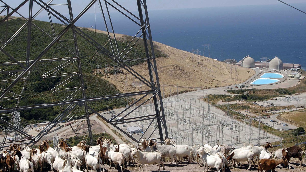 A flock of goats gather under a set of power lines above Diablo Canyon nuclear power plant at Avila Beach, California. A flock of goats gather under a set of power lines above Diablo Canyon nuclear power plant at Avila Beach, California June 22, 2005. These goats are used for weed and fire control under the power lines for Diablo Canyon power plant. Photograph taken June 22, 2005. REUTERS/Phil Klein