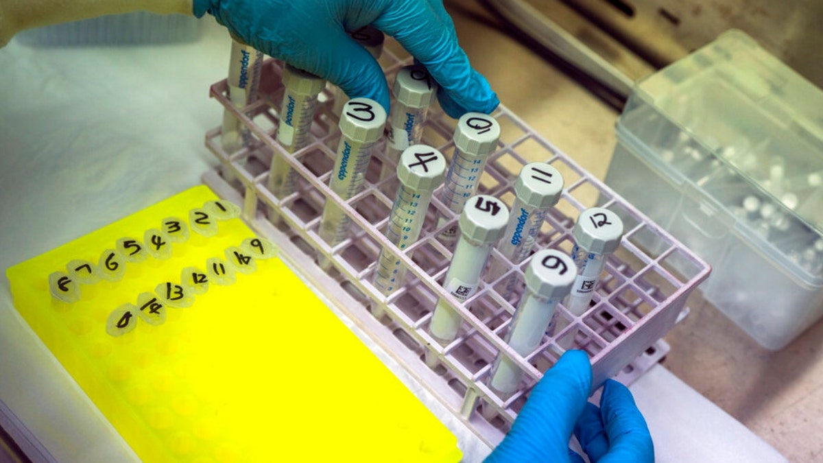 Puseletso Lesofi prepares to sequence COVID-19 omicron samples at the Ndlovu Research Center in Elandsdoorn, South Africa, Wednesday Dec. 8, 2021.