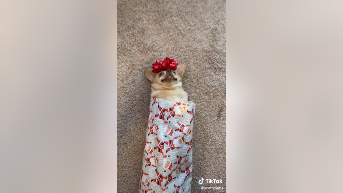 Dog gets wrapped up like a Christmas present in hilarious viral video