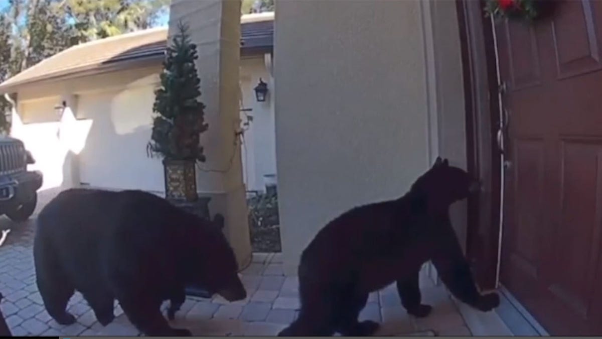 Bears visit Stark house in Florida