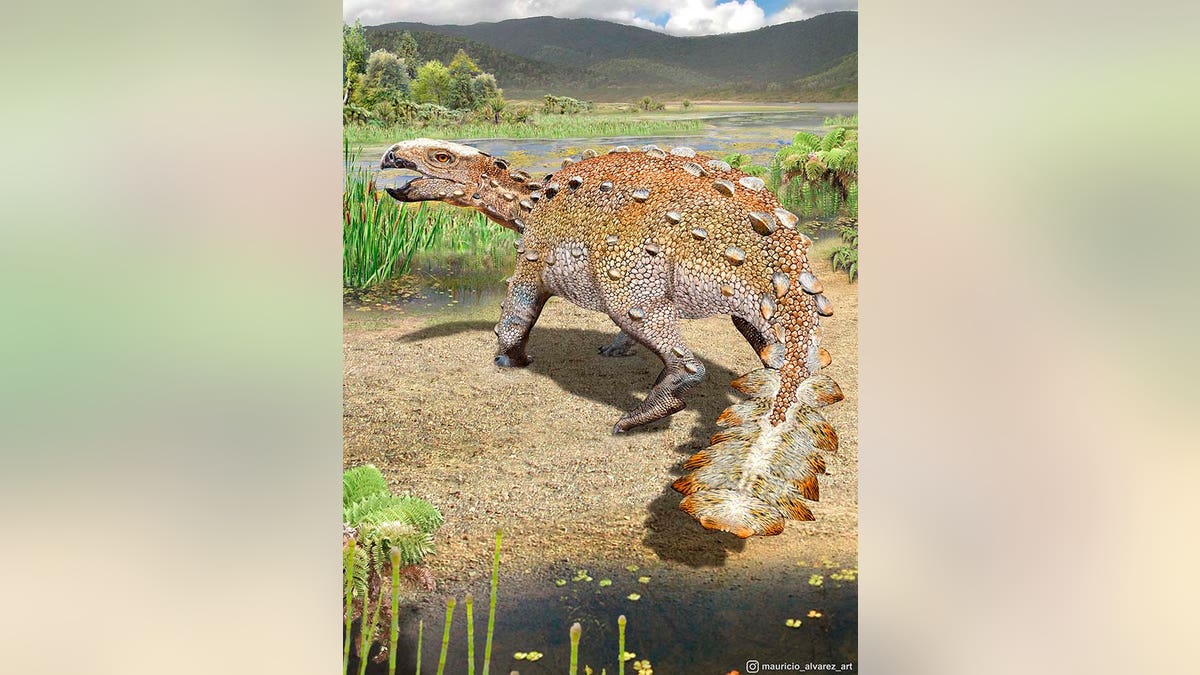 This illustration, provided by Mauricio Alvarez, shows a Stegouros. Fossils found in Chile are from the bizarre dog-sized dinosaur species that had a unique slashing tail weapon, scientists reported Wednesday, Dec. 1, 2021. 