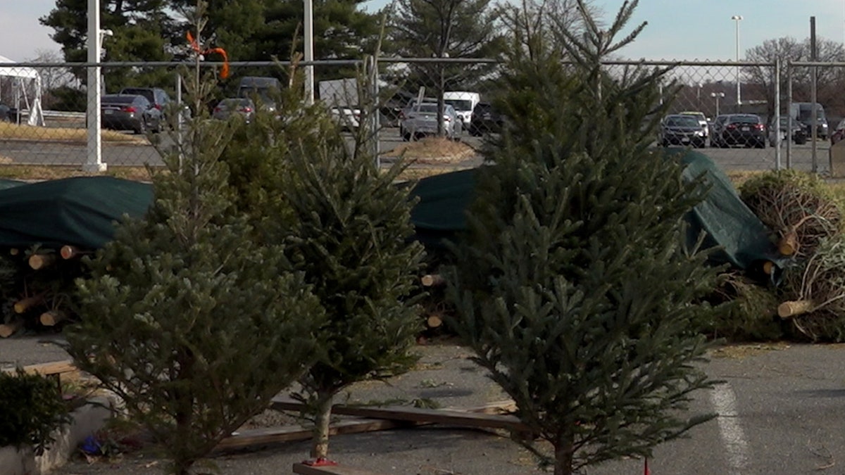 Almost Heavenly Christmas Trees shop located in Arlington, Virginia