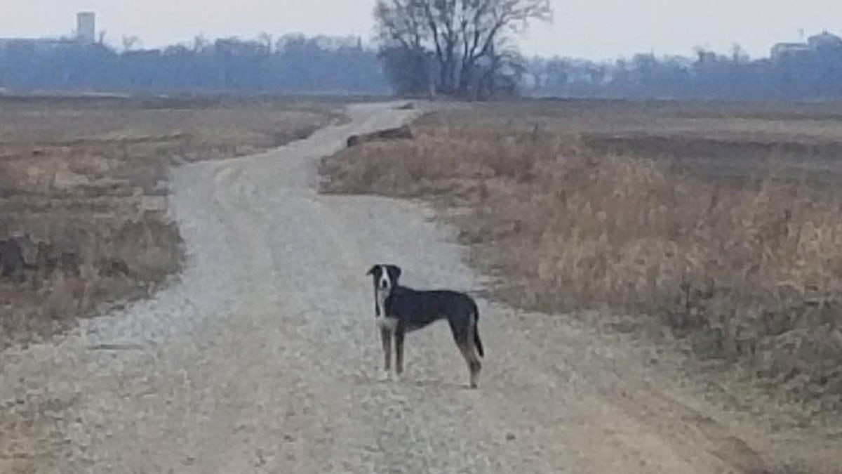 Allie ran away from her then-owner on Dec. 5, 2020, and swam across the Ohio River from Evansville, Indiana, to Henderson County, Kentucky. (SWNS) 