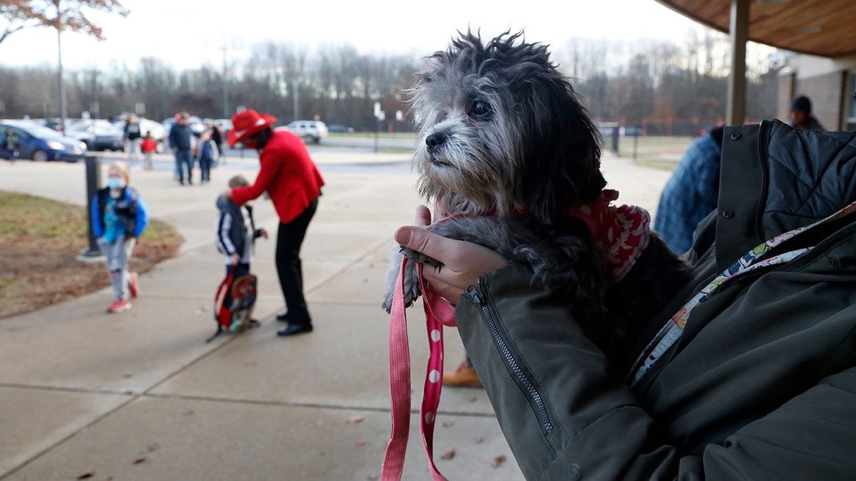 Trixie, a comfort dog, waits to greet students at the early elementary wing of the Paw Paw Elementary School on Thursday, Dec. 2, 2021, in Paw Paw, Michigan. Principal Melissa Remillard, in red in background, and other staff members also greets students