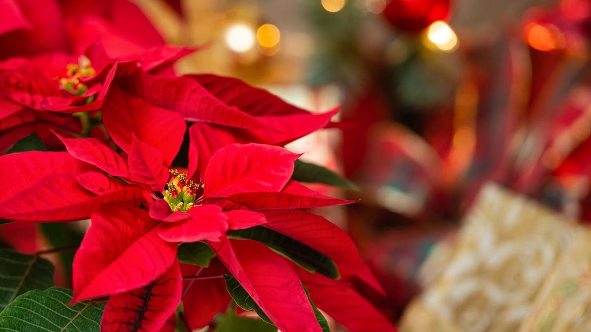 poinsettia flower