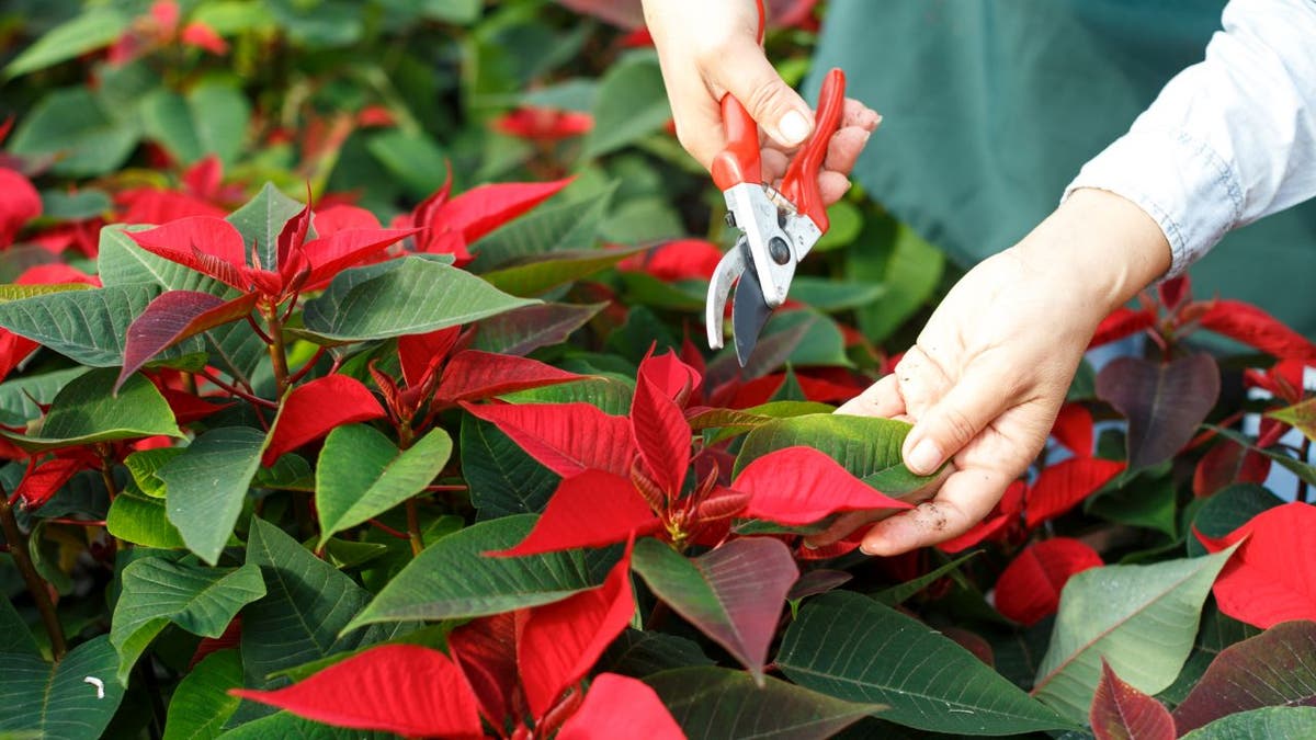 poinsettias up close