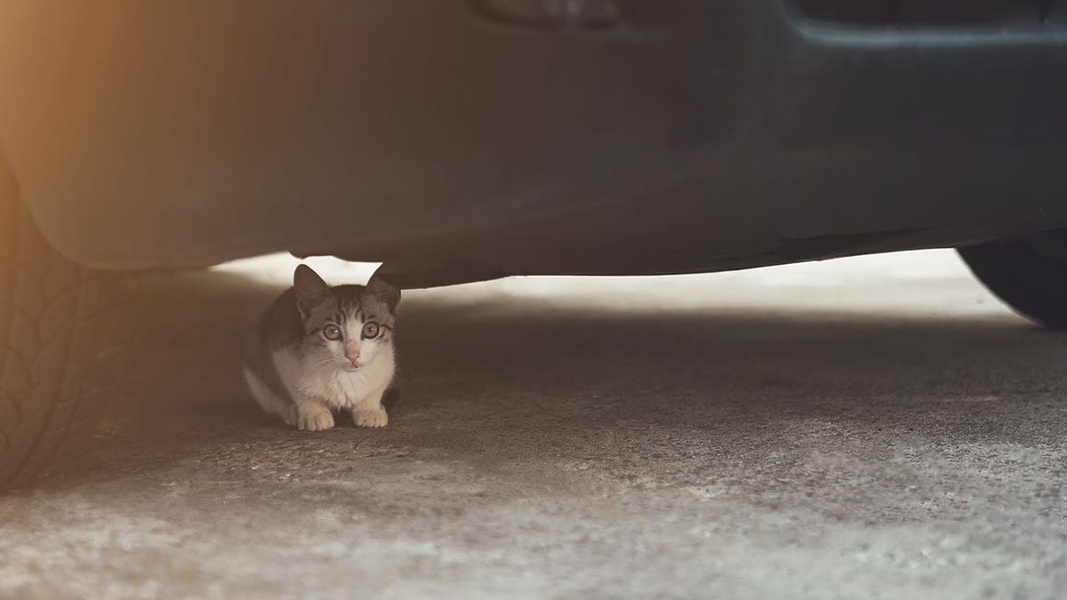 Small young cat under hiding under car, danger concept