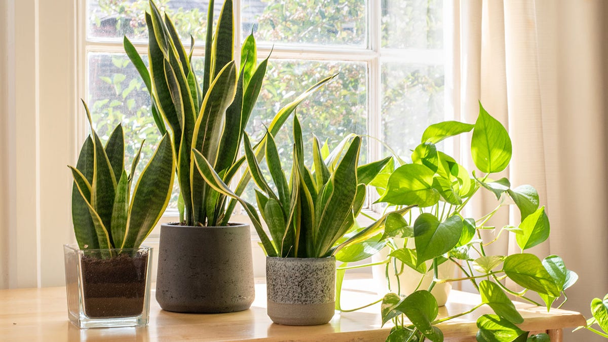 Potted snake plants inside a beautiful new flat or apartment.