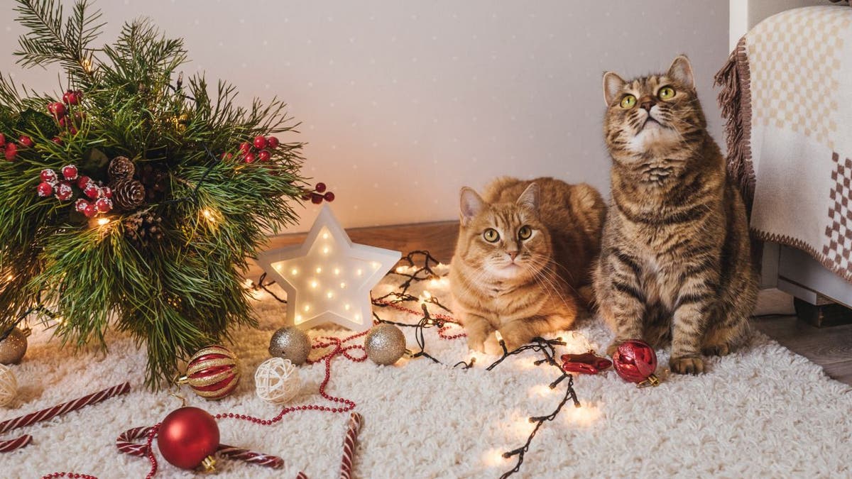 Two cats next to fallen Christmas tree.