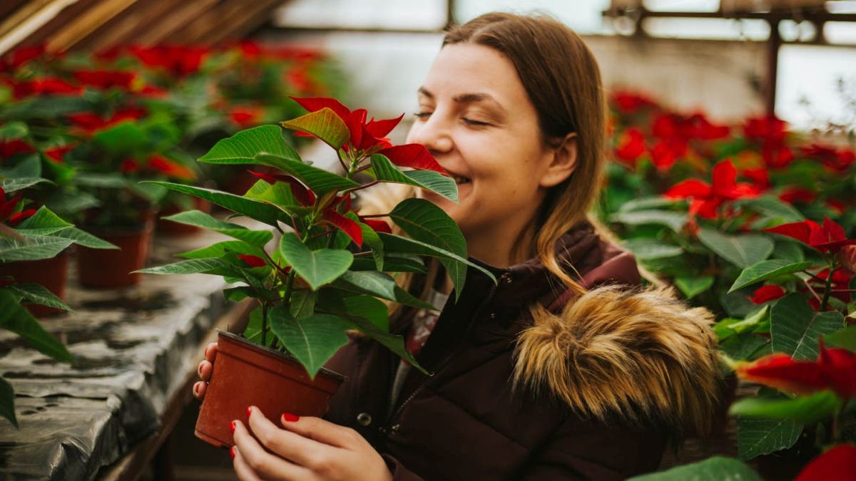 poinsettia flower 