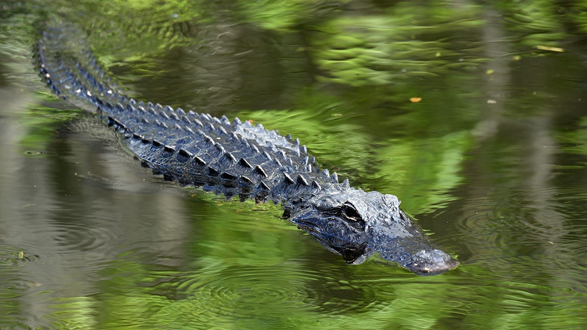 Florida alligator