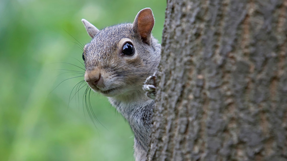 squirrel hides behind tree