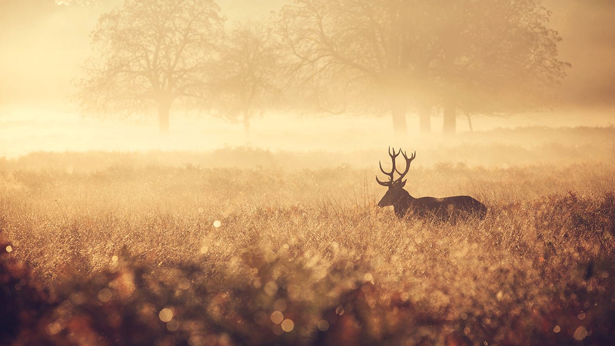 The silhouette of a large red deer stag walking in the golden morning mist one autumn day