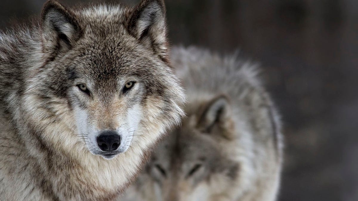 two gray wolves