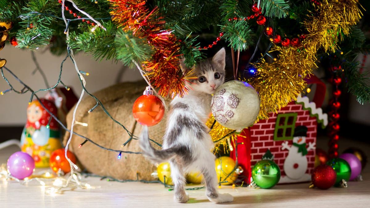Kitten grabs a low-hanging Christmas tree ornament with paws.