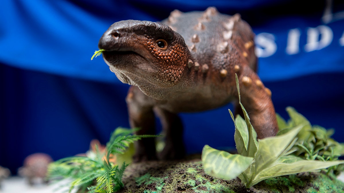 This photo shows a view of a model of a stegouros elengassen, a new species of non-avian dinosaur whose remains were discovered intact in the Patagonia, as its remains are displayed in Santiago on Dec. 1, 2021. 