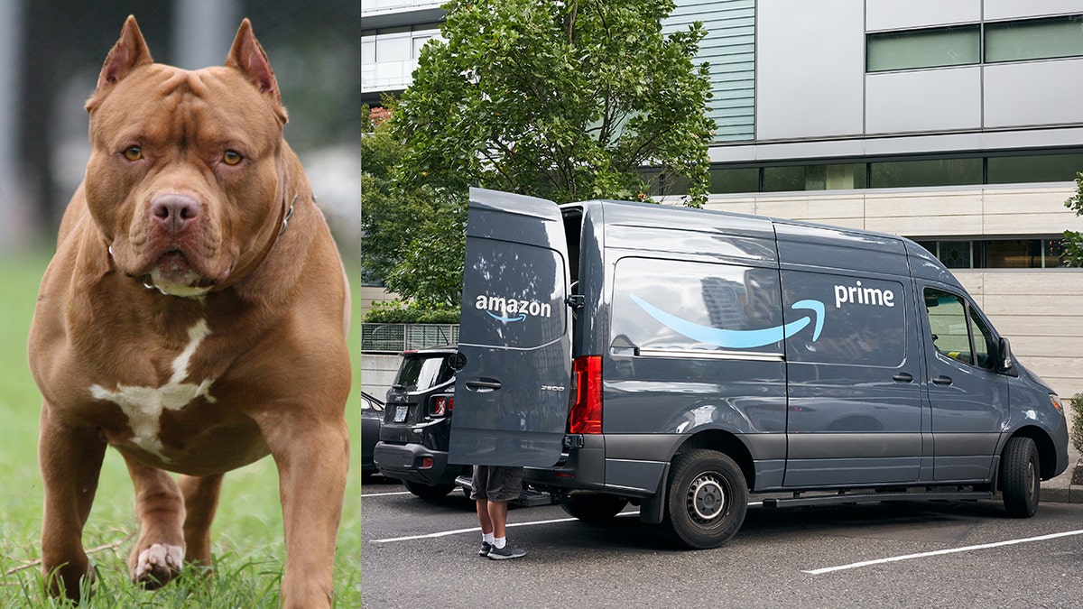 Compilation photo of pit bull next to Amazon delivery truck (iStock photos)