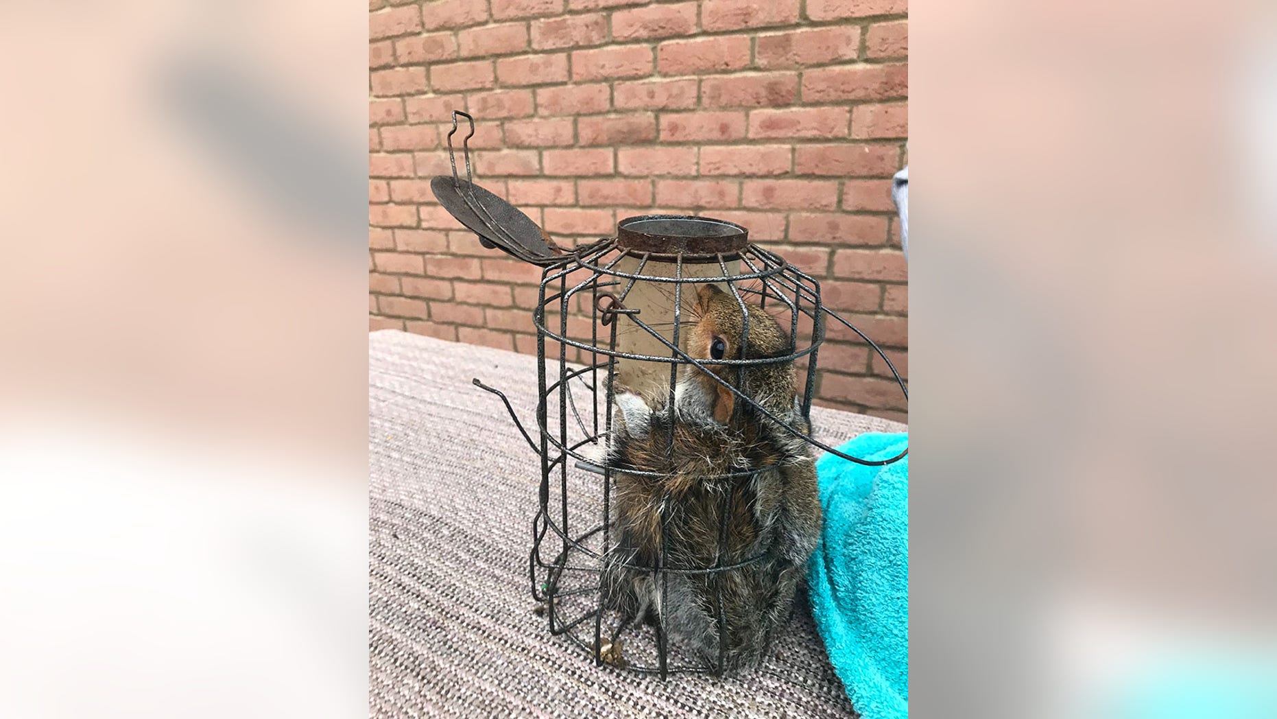 Woman finds squirrel wedged inside squirrel-proof bird feeder