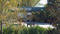 Florida deputy forced to kill zoo's tiger after contractor places arm inside enclosure, gets attacked: reports
