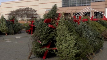 The history of the Christmas tree