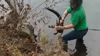 Alligator rescued from Pennsylvania river despite species not living in the state
