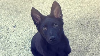 Kansas police officer's German Shepherd puppy beheaded in targeted attack, police say