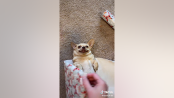 Cooperative dog gets wrapped up like a Christmas present in hilarious viral video