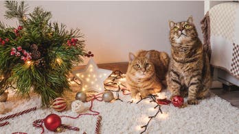 Cats and Christmas trees: Why pet experts say you shouldn't scare felines away