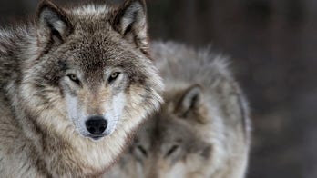 20 wolves from Yellowstone National Park killed by hunters, only an estimated 94 remain
