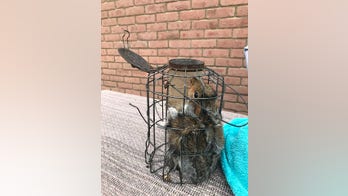 Woman finds squirrel wedged inside squirrel-proof bird feeder