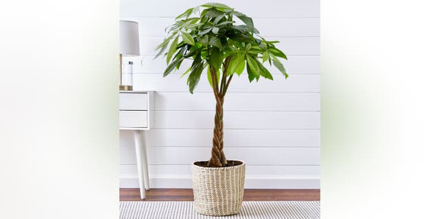 1-800-Flowers.com Money Tree