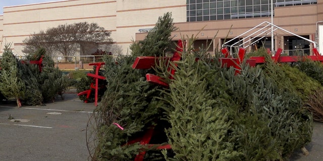 Christmas trees are shown here for sale.