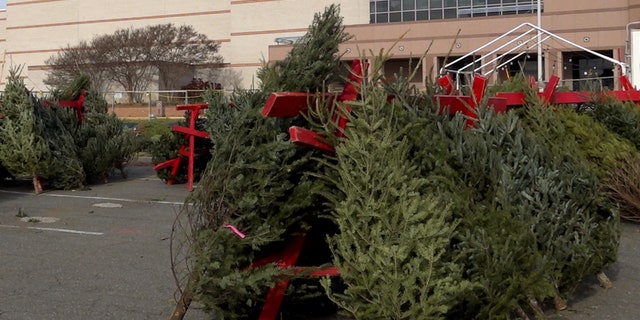 Christmas trees are shown here for sale.